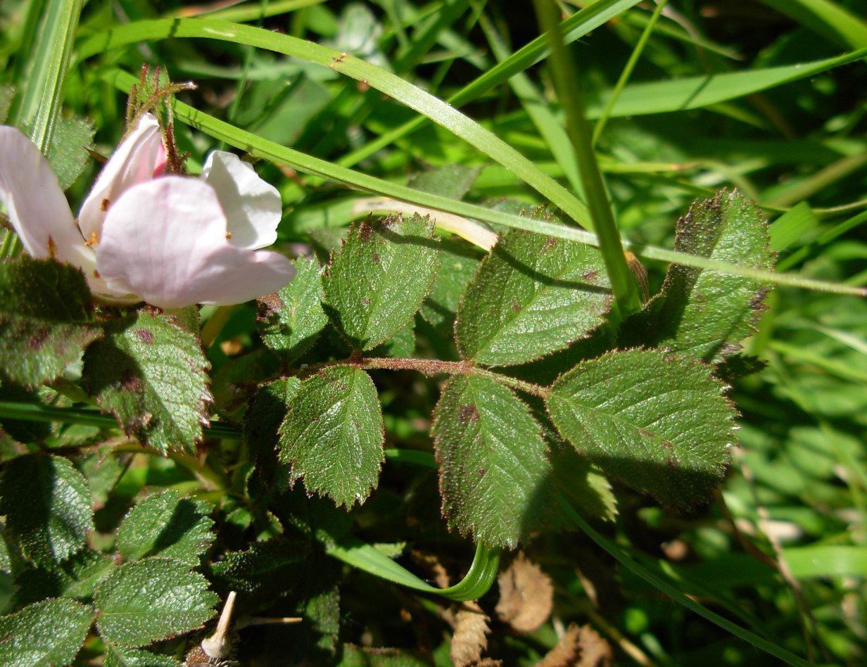 Rosa pulverulenta M. Bieb. / Rosa vischiosa